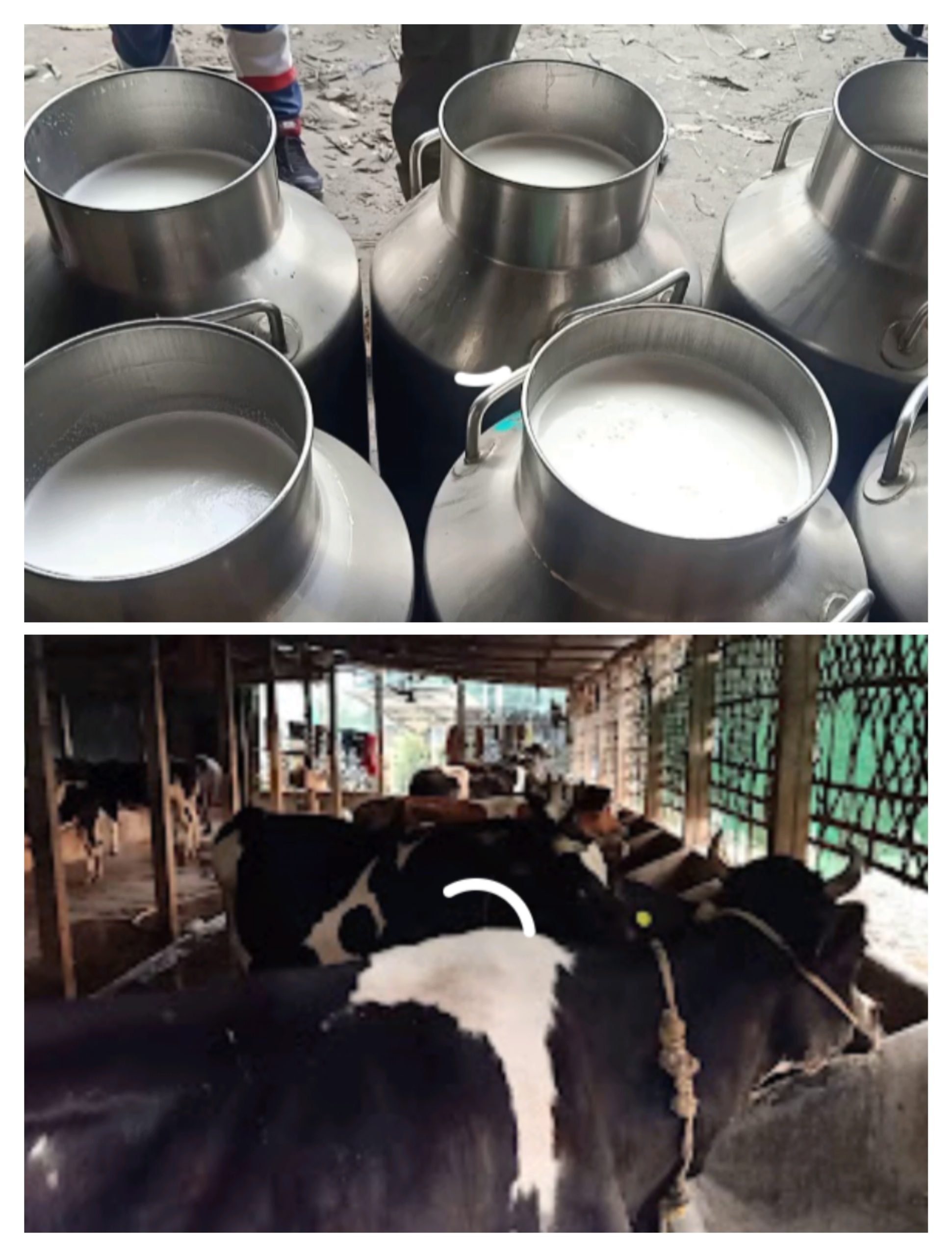 স্বাৱলম্বীৰ নতুন পথ গো-পালনঃ এটা অঞ্চলৰ পৰা প্ৰতিদিনে প্ৰায় ৬০ হাজাৰ লিটাৰতকৈ অধিক গাখীৰ উদপাদনঃ চৰকাৰৰ সহায় বিচাৰি গো-পালকৰ আহ্বানঃ