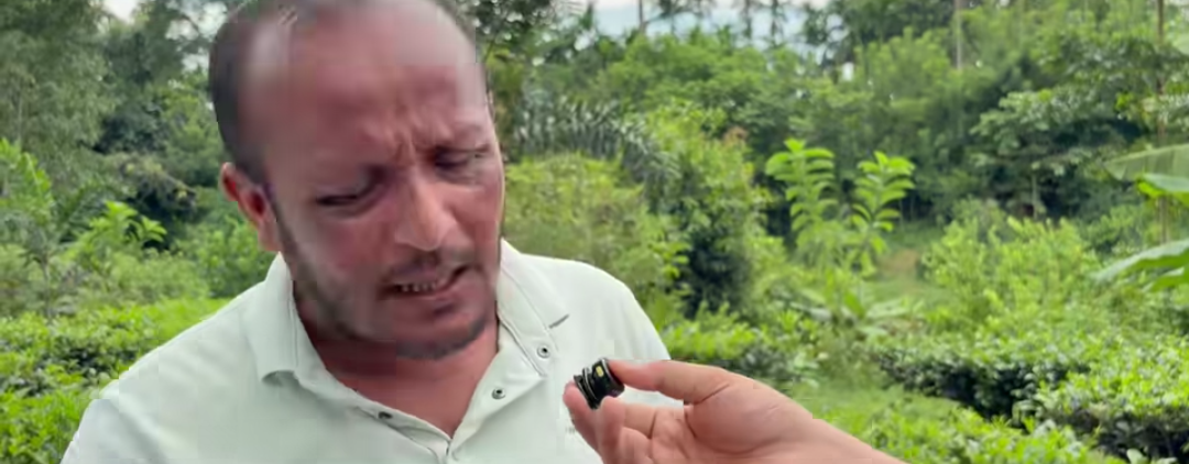 অৰুণাচলৰ কেঁচা চাহপাত নে অসমৰ চাহ উদ্যোগলৈ সংকট?
