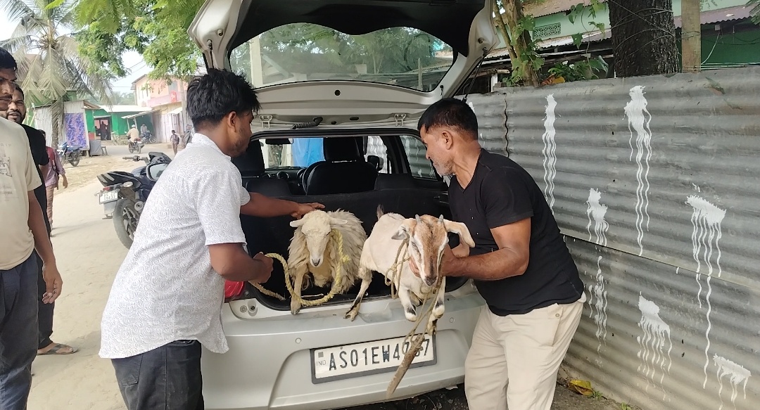 নগৰবেৰাৰ উত্তৰ ৰাঙ্গাপানীত বিলাসী বাহনেৰে ছাগলী-ভেড়া চুৰিৰ চেষ্টা আৰক্ষীয়ে বাহনসহ ছাগলী-ভেড়া উদ্ধাৰ, চোৰ পলায়ন